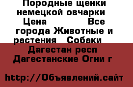 Породные щенки немецкой овчарки › Цена ­ 24 000 - Все города Животные и растения » Собаки   . Дагестан респ.,Дагестанские Огни г.